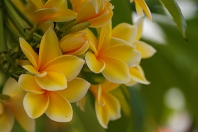 黄色鸡蛋花微距特写摄影图片